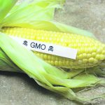 15476684 - gmo corn disguised as organic corn