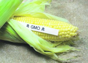 15476684 - gmo corn disguised as organic corn